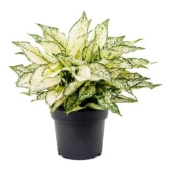 Aglaonema Kiwi - Chinese Evergreen -HORTOLOGY Plants Sale Aglaonema Kiwi Chinese Evergreen