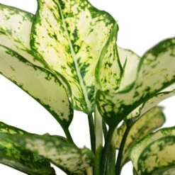 Aglaonema Kiwi - Chinese Evergreen -HORTOLOGY Plants Sale Aglaonema Kiwi Chinese Evergreen Close Up