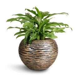 Luxe Lite Wrinkle Globe Planter - Bronze 12 Luxe Lite Wrinkle Globe Planter - Bronze -HORTOLOGY Plants Sale Aglaonema Maria Chinese Evergreen 17x50cm Luxe Lite Wrinkle Globe Planter Bronze 28x20cm
