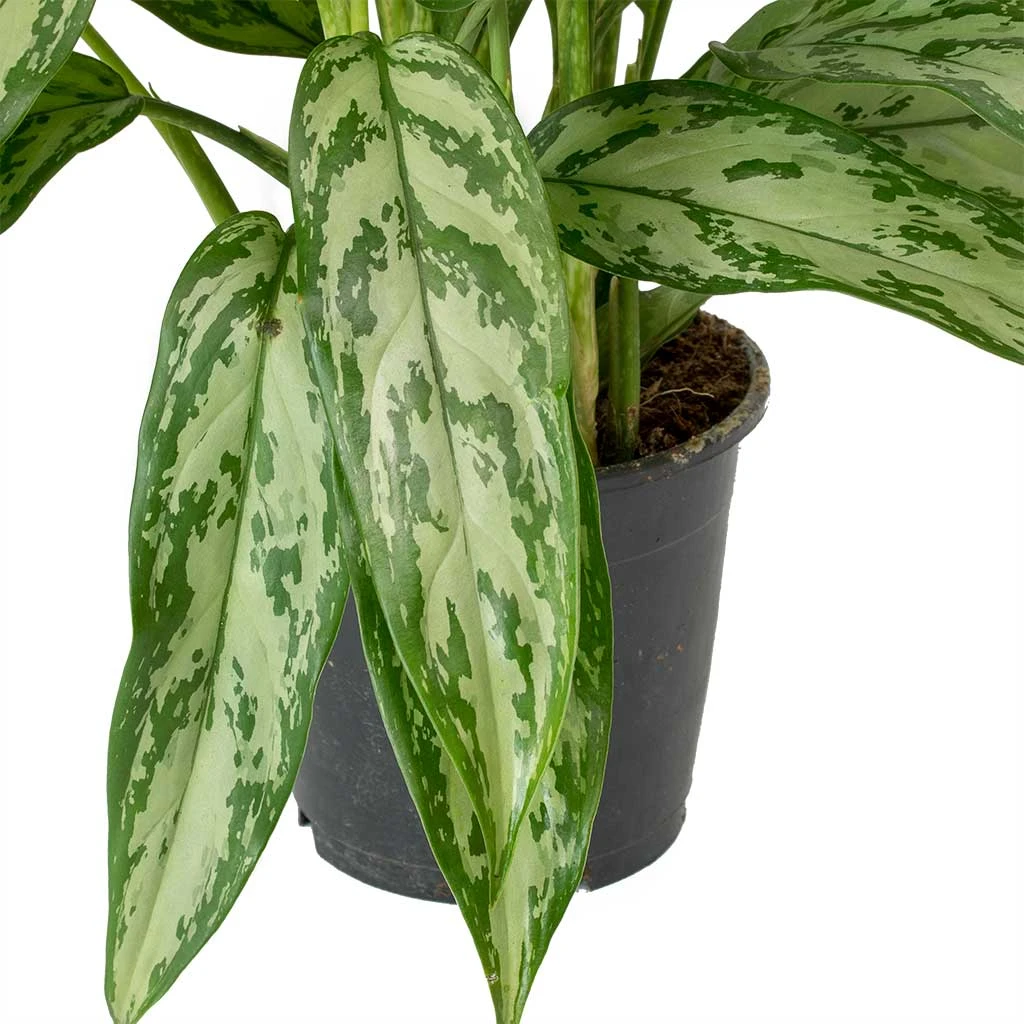Aglaonema Silver Queen - Chinese Evergreen 8 Aglaonema Silver Queen - Chinese Evergreen - Image 8