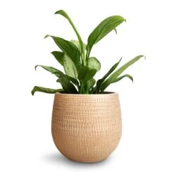 Ryan Plant Pot - Sand Gold 39 Ryan Plant Pot - Sand Gold -HORTOLOGY Plants Sale Aglaonema Silver Bay Chinese Evergreen 14x45cm Ryan Plant Pot Sand Gold 18x16cm 9d7c89f6 d152 4741 aed3 f62db408cb77