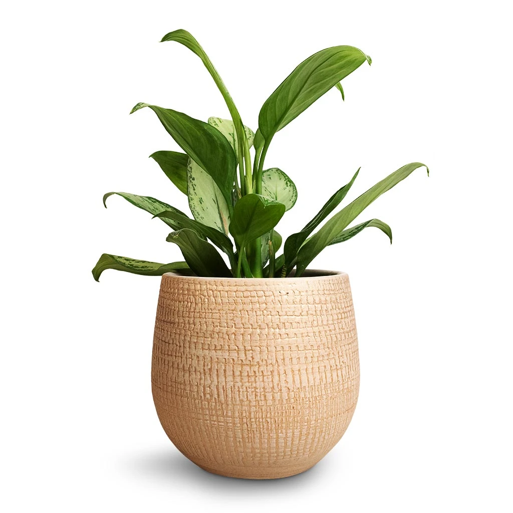Ryan Plant Pot - Sand Gold 20 Ryan Plant Pot - Sand Gold - Image 20