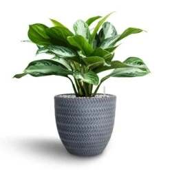 Aglaonema Silver Bay - Chinese Evergreen - HydroCare -HORTOLOGY Plants Sale Aglaonema Silver Bay Chinese Evergreen Hydroculture Angle Couple Plant Pot Grey