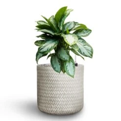 Aglaonema Silver Bay - Chinese Evergreen - HydroCare -HORTOLOGY Plants Sale Aglaonema Silver Bay Chinese Evergreen Hydroculture Angle Cylinder Plant Pot White