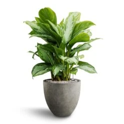 Aglaonema Silver Bay - Chinese Evergreen - HydroCare -HORTOLOGY Plants Sale Aglaonema Silver Bay Chinese Evergreen Hydroculture Grigio Egg Pot Planter Natural Concrete