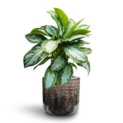 Aglaonema Silver Bay - Chinese Evergreen - HydroCare -HORTOLOGY Plants Sale Aglaonema Silver Bay Chinese Evergreen Hydroculture Luxe Lite Comet Cylinder Planter Bronze 352ac862 fa47 4147 9c8a 3da69a793062