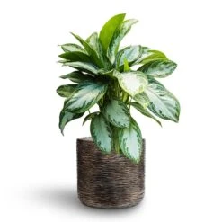 Aglaonema Silver Bay - Chinese Evergreen - HydroCare -HORTOLOGY Plants Sale Aglaonema Silver Bay Chinese Evergreen Hydroculture Luxe Lite Wrinkle Cylinder Planter Bronze b691243b a3ed 49a3 95a3 1aa465901896