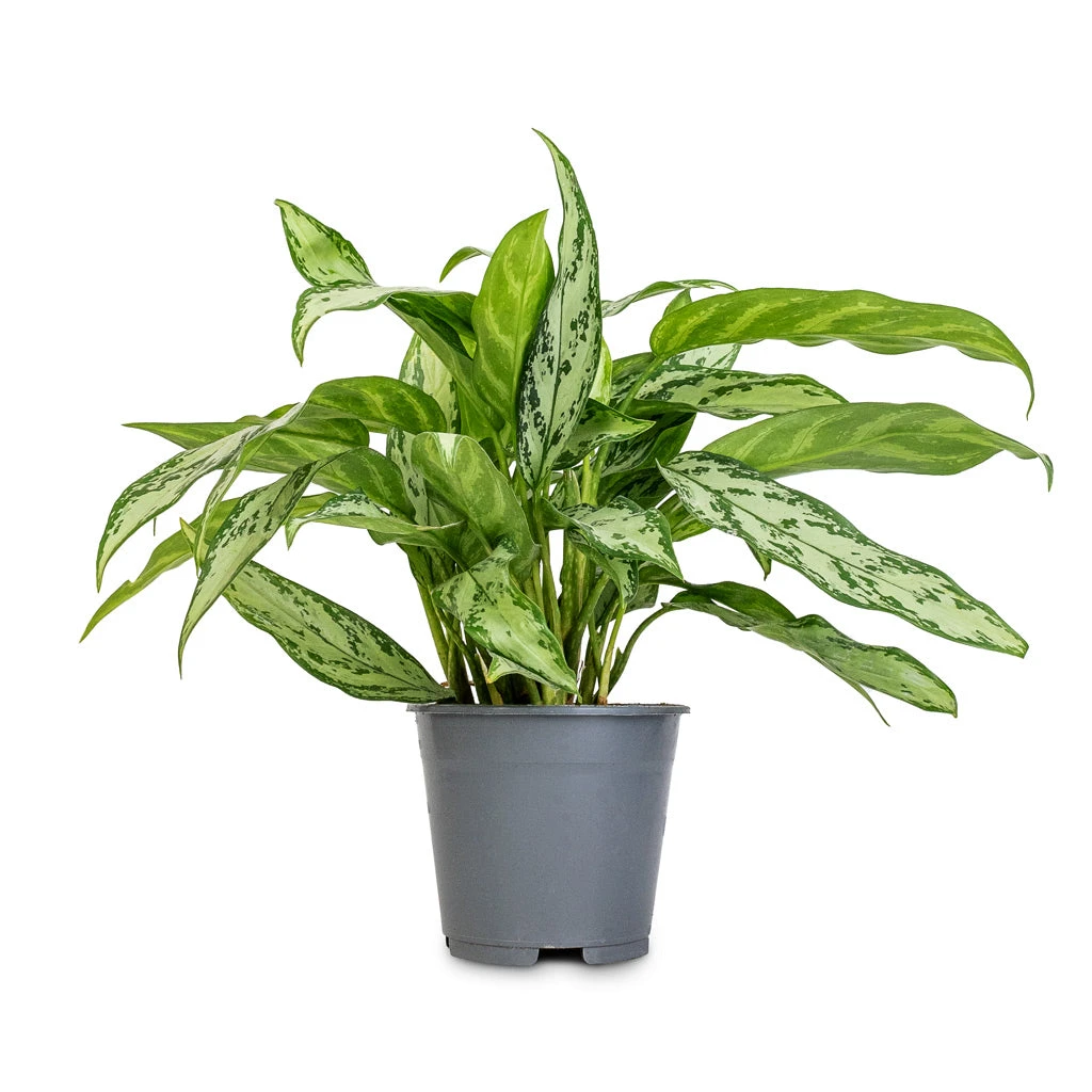 Aglaonema Silver Queen - Chinese Evergreen 3 Aglaonema Silver Queen - Chinese Evergreen - Image 3