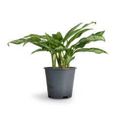 Aglaonema Silver Queen - Chinese Evergreen 25 Aglaonema Silver Queen - Chinese Evergreen -HORTOLOGY Plants Sale Aglaonema Silver Queen Chinese Evergreen 14x40cm