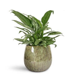Aglaonema Silver Queen - Chinese Evergreen 20 Aglaonema Silver Queen - Chinese Evergreen -HORTOLOGY Plants Sale Aglaonema Silver Queen Chinese Evergreen 14x40cm Odile Plant Pot Green 24x19cm