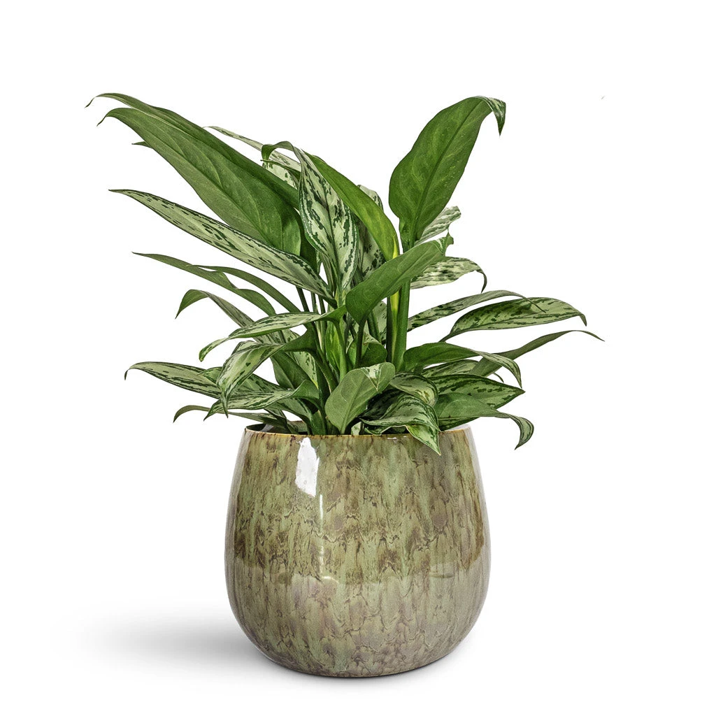 Aglaonema Silver Queen - Chinese Evergreen 6 Aglaonema Silver Queen - Chinese Evergreen - Image 6