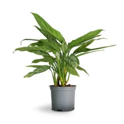 Aglaonema Silver Queen - Chinese Evergreen 26 Aglaonema Silver Queen - Chinese Evergreen -HORTOLOGY Plants Sale Aglaonema Silver Queen Chinese Evergreen 17x60cm 1