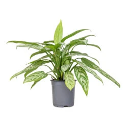 Aglaonema Silver Queen - Chinese Evergreen 21 Aglaonema Silver Queen - Chinese Evergreen -HORTOLOGY Plants Sale Aglaonema Silver Queen Chinese Evergreen 17x60cm 2