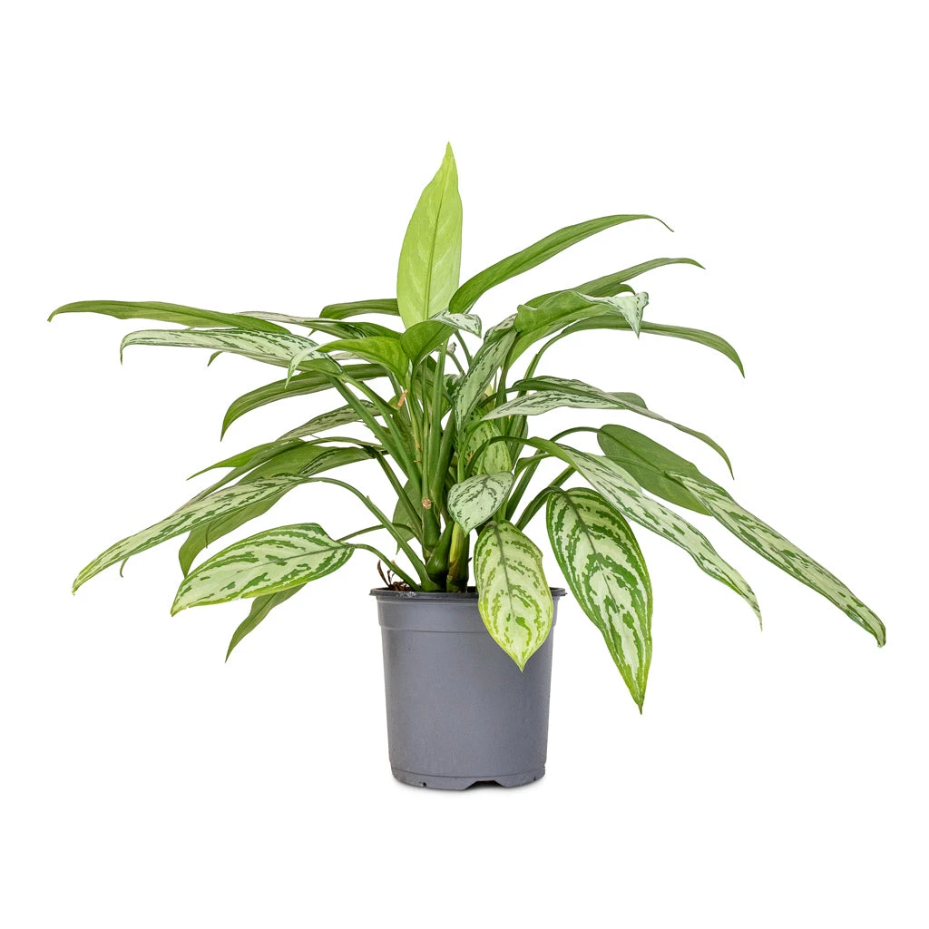 Aglaonema Silver Queen - Chinese Evergreen 7 Aglaonema Silver Queen - Chinese Evergreen - Image 7