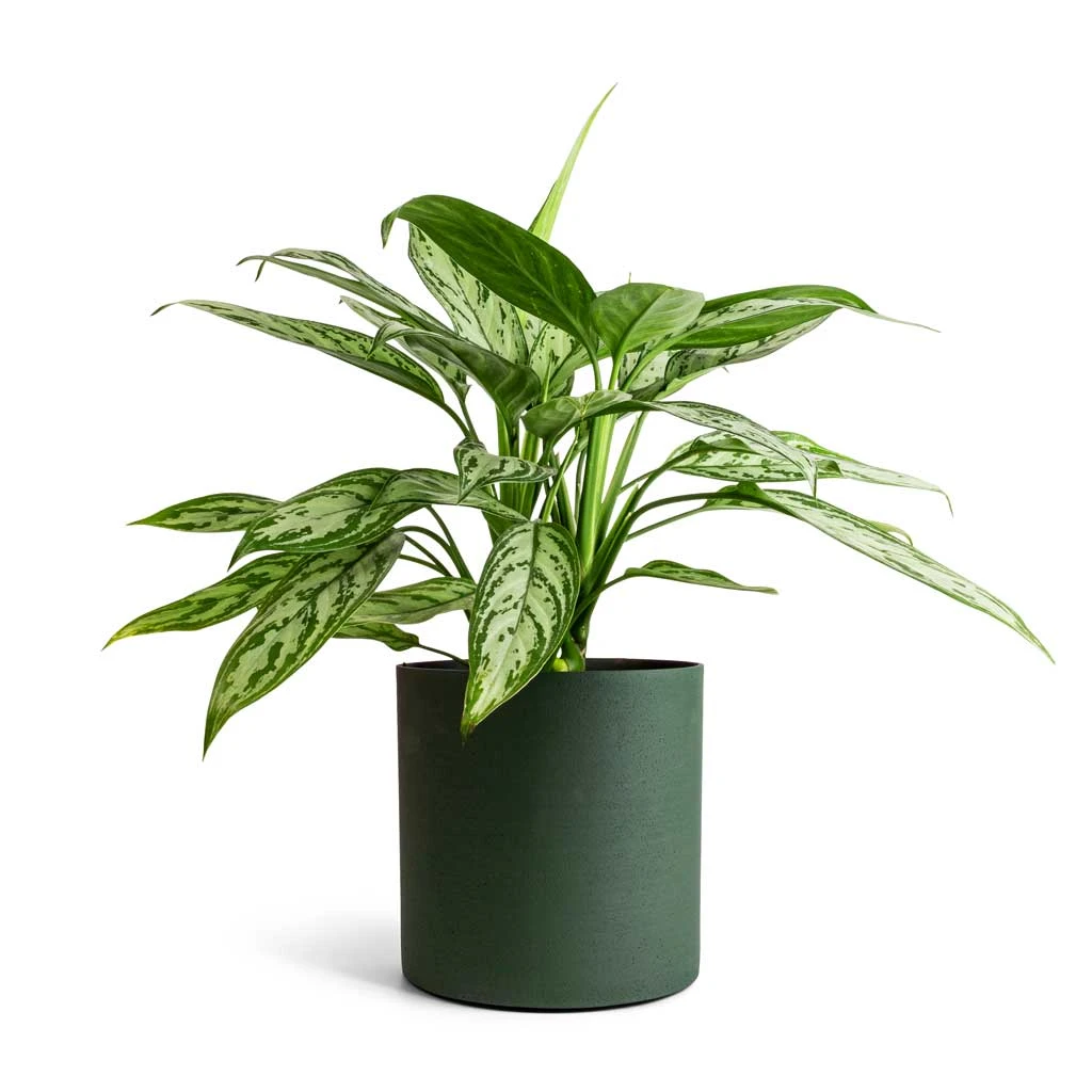Aglaonema Silver Queen - Chinese Evergreen 10 Aglaonema Silver Queen - Chinese Evergreen - Image 10