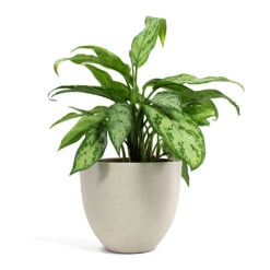Aglaonema Silver Queen - Chinese Evergreen 28 Aglaonema Silver Queen - Chinese Evergreen -HORTOLOGY Plants Sale Aglaonema Silver Queen Chinese Evergreen Coral Refined Planter Natural White a6ce56f0 a0ee 4e36 9c90 e677039b32e9