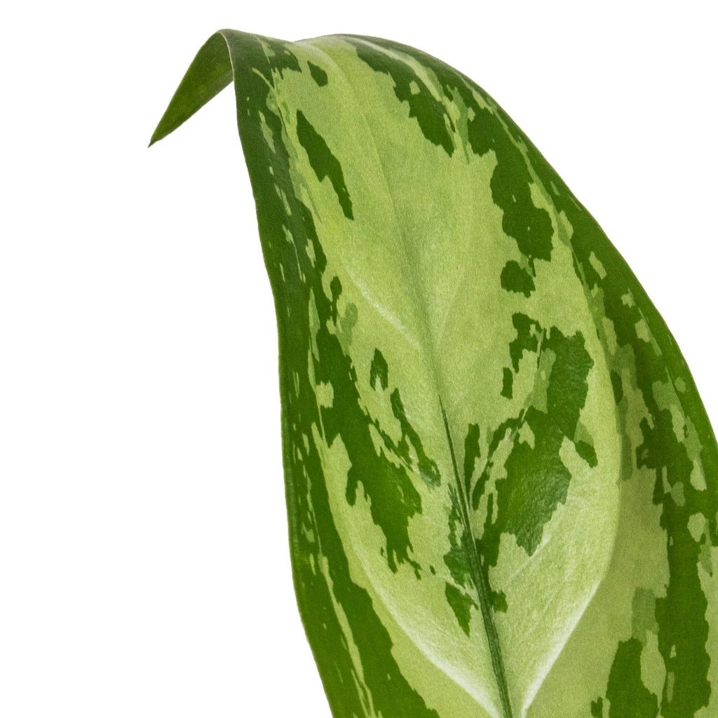 Aglaonema Silver Queen - Chinese Evergreen 2 Aglaonema Silver Queen - Chinese Evergreen - Image 2