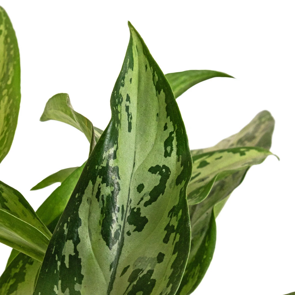 Aglaonema Silver Queen - Chinese Evergreen 5 Aglaonema Silver Queen - Chinese Evergreen - Image 5