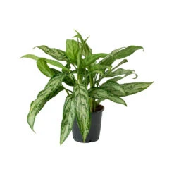 Aglaonema Silver Queen - Chinese Evergreen 27 Aglaonema Silver Queen - Chinese Evergreen -HORTOLOGY Plants Sale Aglaonema Silver Queen Chinese Evergreen Small