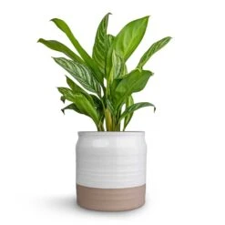 Puro Ripple Plant Pot - White -HORTOLOGY Plants Sale Aglaonema Stripes Chinese Evergreen 17x55cm Puro Ripple Plant Pot White 21x19cm
