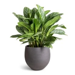 Mini Orb Kevan Plant Pot - Black Washed -HORTOLOGY Plants Sale Aglaonema Stripes Chinese Evergreen 30x80cm Mini Orb Kevan Plant Pot Black Washed 39x35cm fae8348e e067 44c4 a8e0 73ac5d9ecf65