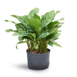 Aglaonema Stripes - Chinese Evergreen - HydroCare -HORTOLOGY Plants Sale Aglaonema Stripes Chinese Evergreen Hydroculture 28 19x70cm
