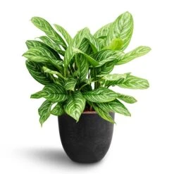 Aglaonema Stripes - Chinese Evergreen - HydroCare -HORTOLOGY Plants Sale Aglaonema Stripes Chinese Evergreen Hydroculture Bola Artstone Plant Pot Black