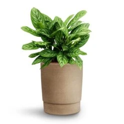 Aglaonema Stripes - Chinese Evergreen - HydroCare -HORTOLOGY Plants Sale Aglaonema Stripes Chinese Evergreen Hydroculture Chao Plant Pot Concrete