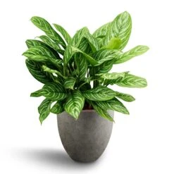 Grigio Egg Pot Planter - Natural Concrete -HORTOLOGY Plants Sale Aglaonema Stripes Chinese Evergreen Hydroculture Grigio Egg Pot Planter Natural Concrete 4b8e4a8b 8204 48b5 aa17 9c8cbd607812