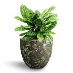 Aglaonema Stripes - Chinese Evergreen - HydroCare -HORTOLOGY Plants Sale Aglaonema Stripes Chinese Evergreen Hydroculture Lava Couple Relic Planter Jade