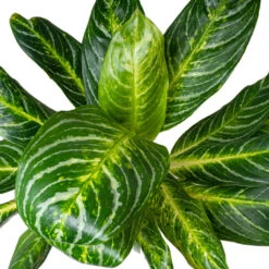 Aglaonema Key Lime - Chinese Evergreen 16 Aglaonema Key Lime - Chinese Evergreen -HORTOLOGY Plants Sale AglaonemaKeyLime ChineseEvergreen 1
