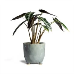 Alocasia Bambino Arrow - Jewel Alocasia 17 Alocasia Bambino Arrow - Jewel Alocasia -HORTOLOGY Plants Sale Alocasia Bambino Arrow Jewel Alocasia 14x35cm Kaat Plant Pot Blue Grey 16x16cm