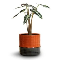Marlijn Plant Pot - Coral 31 Marlijn Plant Pot - Coral -HORTOLOGY Plants Sale Alocasia Bambino Arrow Jewel Alocasia 14x35cm Marlijn Plant Pot Blush 17x16cm 3f5eb1b9 eb47 4a52 ad89 5a515d3cba35