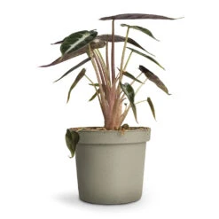 Alocasia Bambino Arrow - Jewel Alocasia 13 Alocasia Bambino Arrow - Jewel Alocasia -HORTOLOGY Plants Sale Alocasia Bambino Arrow Jewel Alocasia 9x15cm