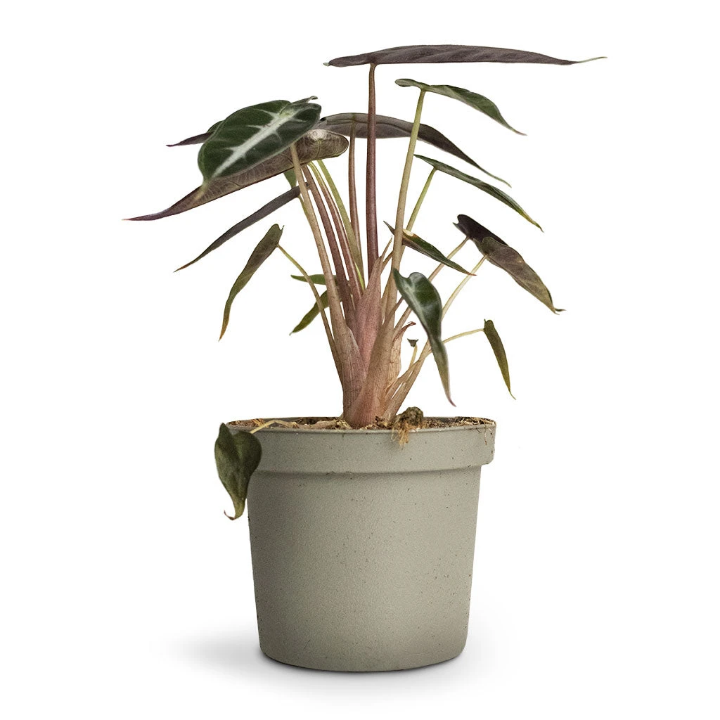 Alocasia Bambino Arrow - Jewel Alocasia 4 Alocasia Bambino Arrow - Jewel Alocasia - Image 4