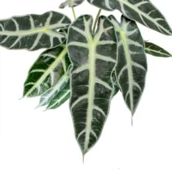 HORTOLOGY Plants Sale 17 HORTOLOGY Plants Sale -HORTOLOGY Plants Sale Alocasia Bambino Arrow Jewel Alocasia Leaves V2