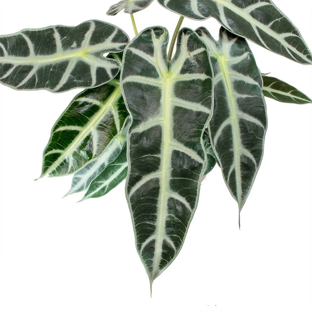 Alocasia Bambino Arrow - Jewel Alocasia 2 Alocasia Bambino Arrow - Jewel Alocasia - Image 2