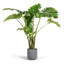 Alocasia Portodora - Upright Elephant Ear 16 Alocasia Portodora - Upright Elephant Ear -HORTOLOGY Plants Sale Alocasia Portodora Upright Elephant Ear 24x90cm Lisbon Plant Pot Charcoal 26x26cm