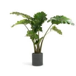 Max Refined Planter - Pine Green -HORTOLOGY Plants Sale Alocasia Portodora Upright Elephant Ear 24x90cm Max Refined Planter Pine Green 29x29.5cm 0374f753 a656 448c 9ee1 ec4106993241