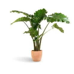 Alocasia Portodora - Upright Elephant Ear 21 Alocasia Portodora - Upright Elephant Ear -HORTOLOGY Plants Sale Alocasia Portodora Upright Elephant Ear 24x90cm Terracotta Plant Pot 30x26cm