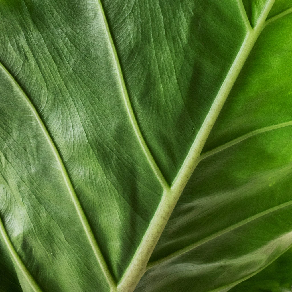 Alocasia Portodora - Upright Elephant Ear 2 Alocasia Portodora - Upright Elephant Ear - Image 2
