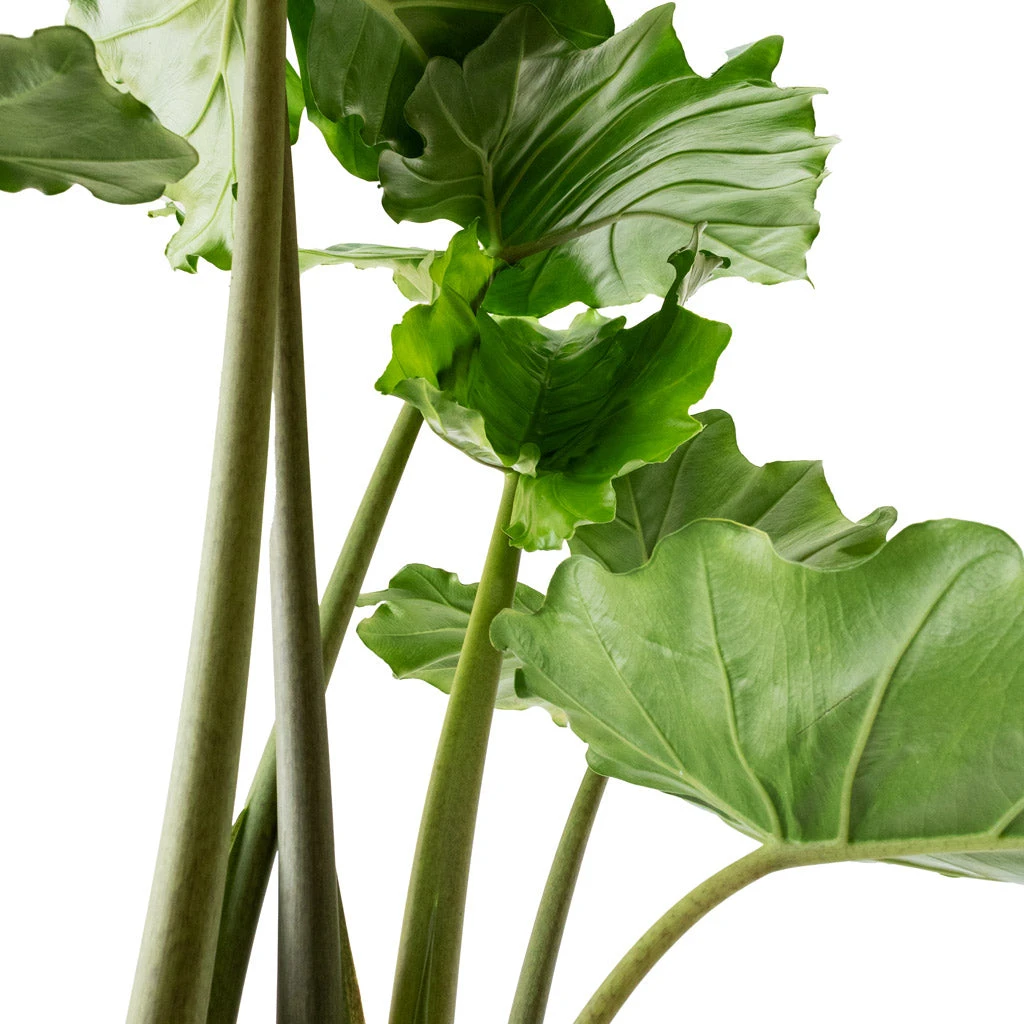 Alocasia Portodora - Upright Elephant Ear 4 Alocasia Portodora - Upright Elephant Ear - Image 4