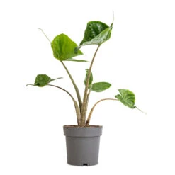 Alocasia Stingray - Elephant Ear -HORTOLOGY Plants Sale Alocasia Stingray Elephant Ear 13x40cm