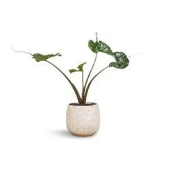 Alocasia Stingray - Elephant Ear -HORTOLOGY Plants Sale Alocasia Stingray Elephant Ear 17x65cm Arles Leaf Plant Pot White 20x20cm 913f0bb4 1e45 4d89 88b6 96363e3619e1