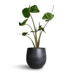 Alocasia Stingray - Elephant Ear -HORTOLOGY Plants Sale Alocasia Stingray Elephant Ear 17x65cm Esra Plant Pot Graphite 22x20cm