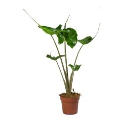 Alocasia Stingray - Elephant Ear -HORTOLOGY Plants Sale Alocasia Stingray Elephant Ear