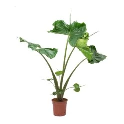 Alocasia Stingray - Elephant Ear -HORTOLOGY Plants Sale Alocasia Stingray Elephant Ear Large