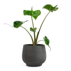 Alocasia Stingray - Elephant Ear -HORTOLOGY Plants Sale Alocasia Stingray Elephant Ear Mini Pixie Plant Pot Black Washed 3d039430 b95e 4427 91ac 0a4309c5d871