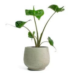Alocasia Stingray - Elephant Ear -HORTOLOGY Plants Sale Alocasia Stingray Elephant Ear Mini Pixie Plant Pot Grey Washed 9a0a6251 aef9 4d2c a90c 7fc8eff25538