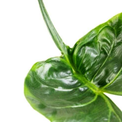 Alocasia Stingray - Elephant Ear -HORTOLOGY Plants Sale Alocasia Stingray Elephant Ear Swatch 3